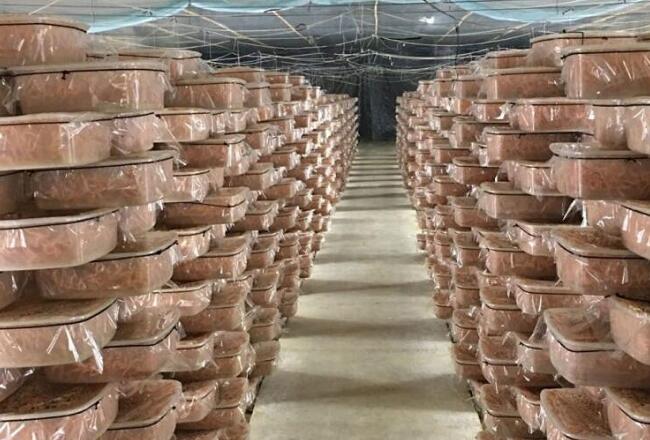 蟲草花發(fā)貨倉(cāng)庫(kù)